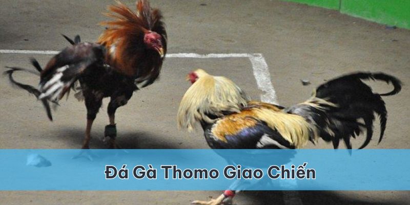 Đá gà Thomo là cuộc giao chiến của các chiến kê đã quan tuyển chọn tại trường đấu